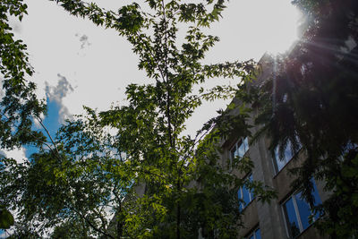 Low angle view of trees against clear sky