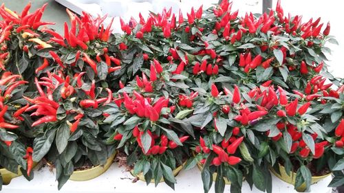 Close-up of red flowers