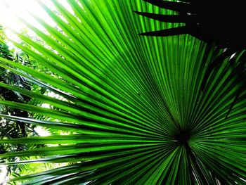 Close-up of palm tree leaves