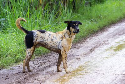 Side view of a dog on road