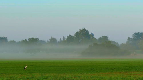 Scenic view of grassy field against sky