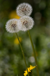 Close-up of dandelion flower