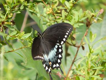 Close-up of butterfly perching on leaf