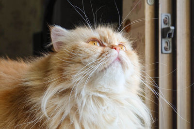 Close-up of cat looking away at home