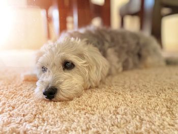 Portrait of dog lying on rug at home