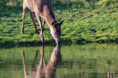 View of red deer drinking water