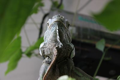 Close-up of a lizard