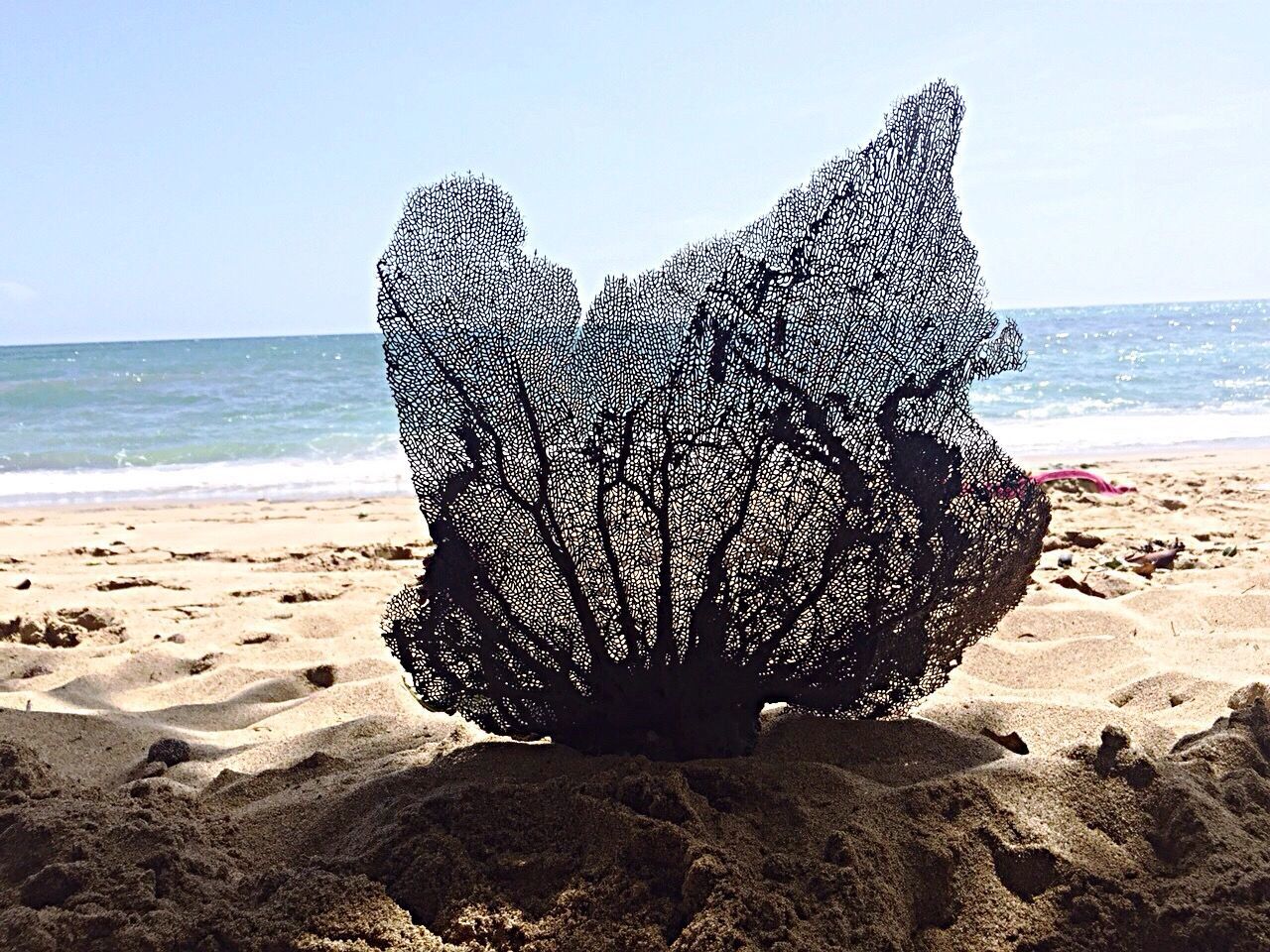 sea, beach, water, horizon over water, sand, shore, tranquility, beauty in nature, nature, clear sky, scenics, tranquil scene, sky, sea life, sunlight, rock - object, day, natural pattern, close-up, blue