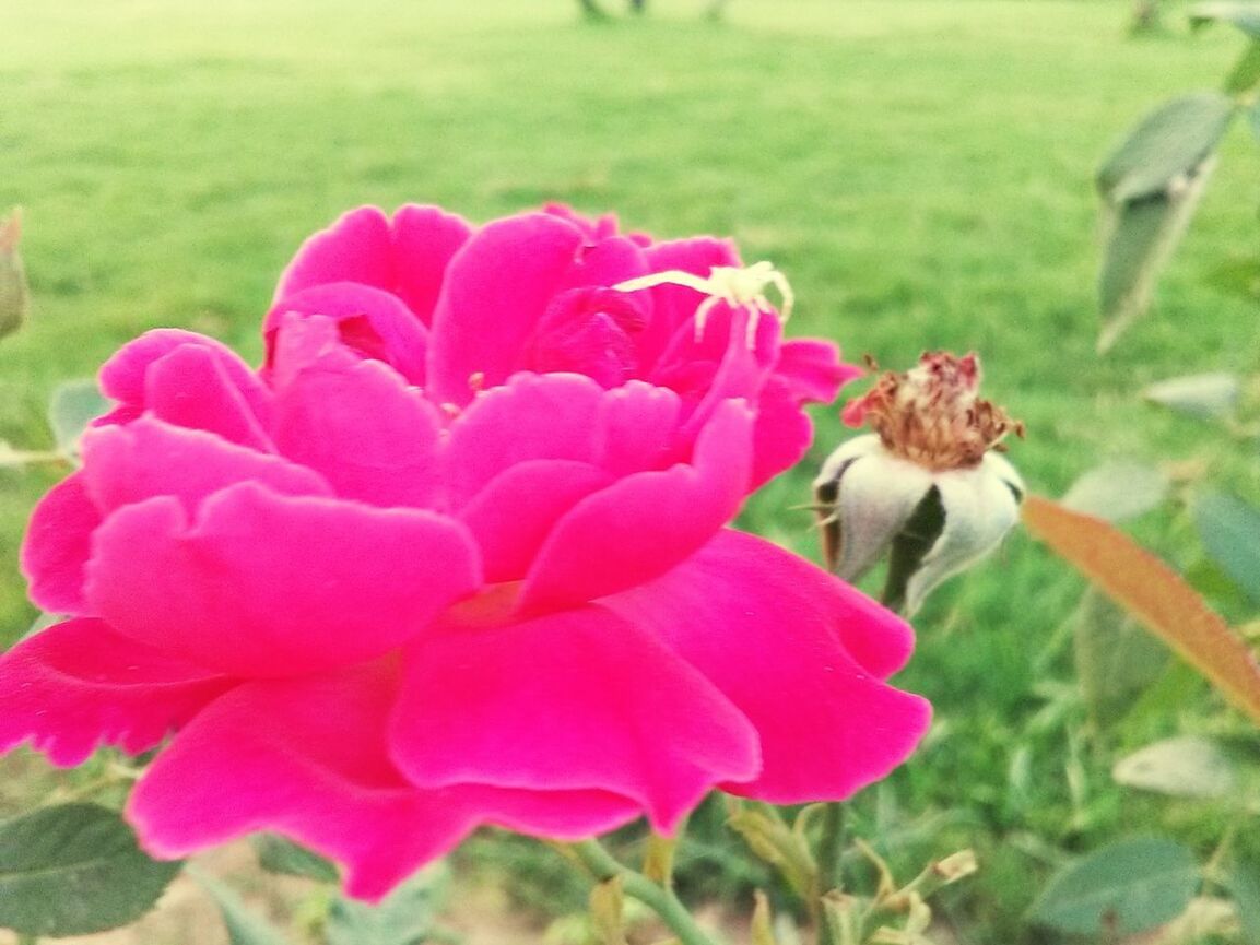 CLOSE-UP OF BEE ON PINK FLOWERS