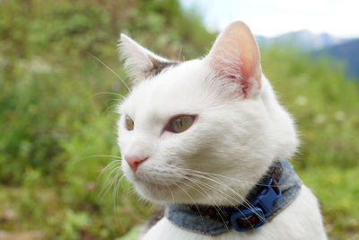 Close-up of a cat looking away