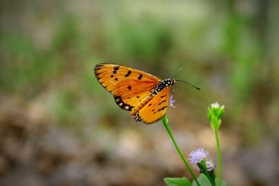 Close-up of butterfly pollinating on flower