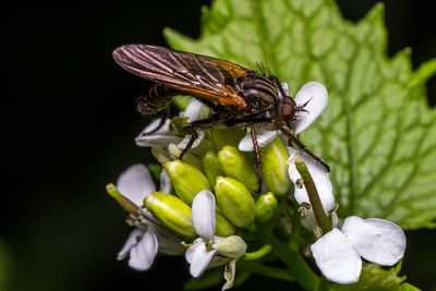 Close-up of butterfly perching on plant