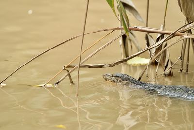 Monitor lizard swimming in lake