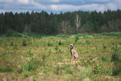 Dog sitting in a field