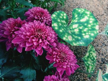 Close-up of flowers blooming outdoors