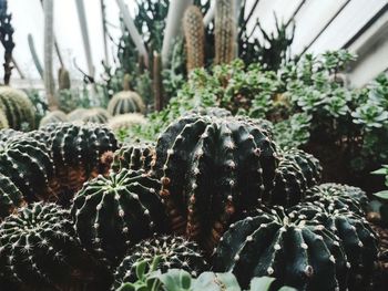 Close-up of cactus plant