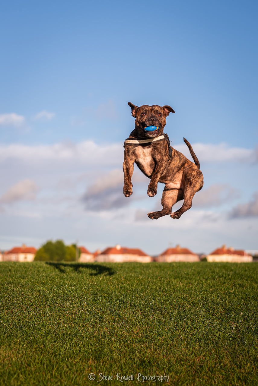 DOG RUNNING ON FIELD