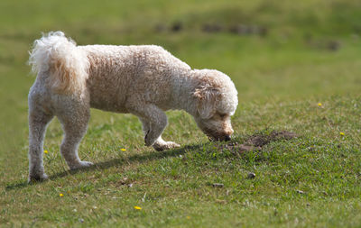 Close-up of dog on field