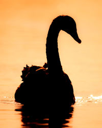 Silhouette bird on lake during sunset