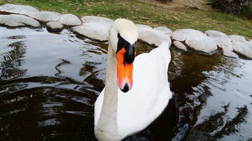 High angle view of swan swimming on lake