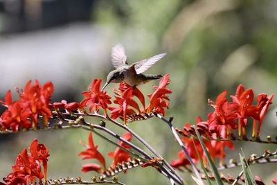 Close-up of hummingbird on red flower