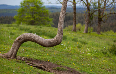 View of lizard on tree trunk in field