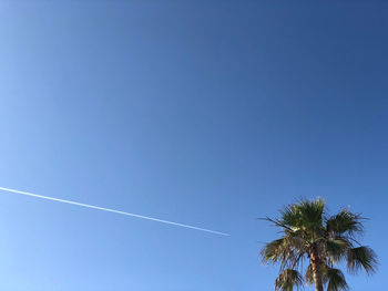 Low angle view of palm trees against clear blue sky