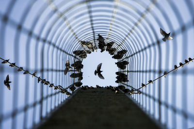 Birds perching in archway