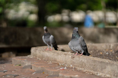 Close-up of pigeons perching on retaining wall