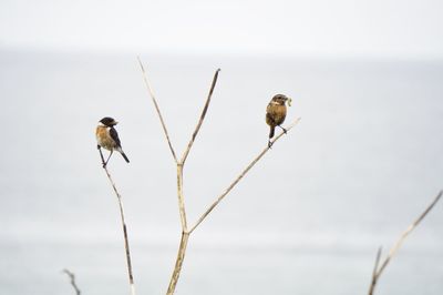 Close-up of bird perching on branch against sky