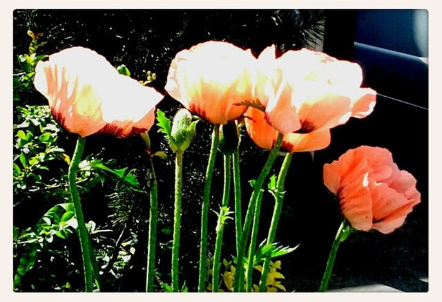 flower, petal, fragility, freshness, flower head, growth, beauty in nature, plant, transfer print, nature, blooming, stem, close-up, tulip, focus on foreground, in bloom, auto post production filter, rose - flower, orange color, field