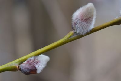 Close-up of fresh white flowering plant