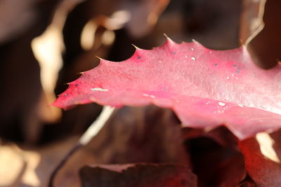 Close-up of maple leaves during autumn