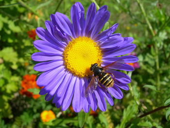 Close-up of honey bee on purple flower