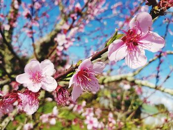 Close-up of pink flowers on branch