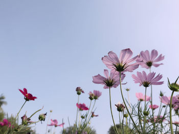 Low angle view of pink flowering plants against sky