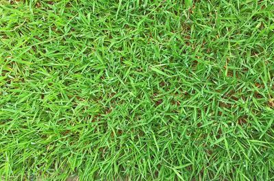 Full frame shot of grass on field
