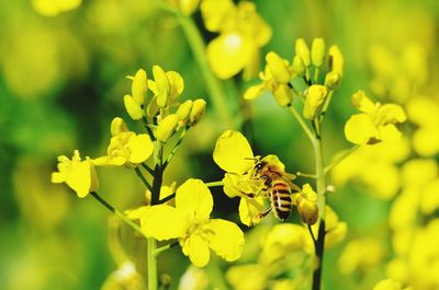 Close-up of bee on yellow flower