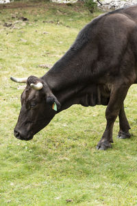 Full length of a cow on field