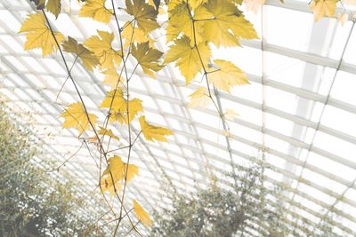 Close-up of yellow maple leaves on plant