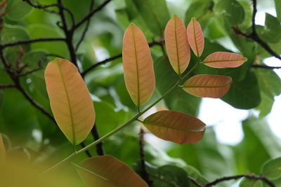 Close-up of autumnal leaves against blurred background