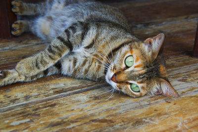 Close-up of cat lying on floor