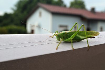 Close-up of insect on leaf / grashopper 