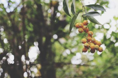 Low angle view of fruits growing on tree