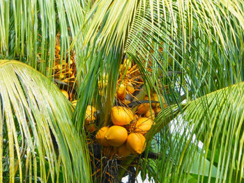 Close-up of coconut palm tree