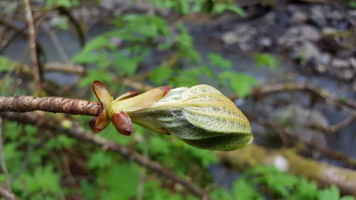 Close-up of flower against blurred background