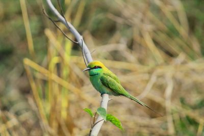 Close-up of green bee eater, perching on branch
