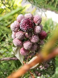 Close-up of flower growing on plant