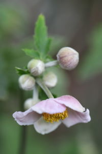 Close-up of flowering plant