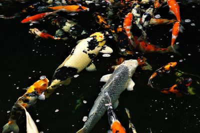 A school of different species of koi goldfish swimming in a carp pond 